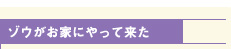 ゾウがお家にやって来た